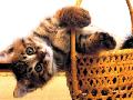 a kis kosaras=)=)