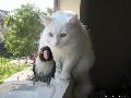 a fehr macska s a madara...amit nem eszik meg=)